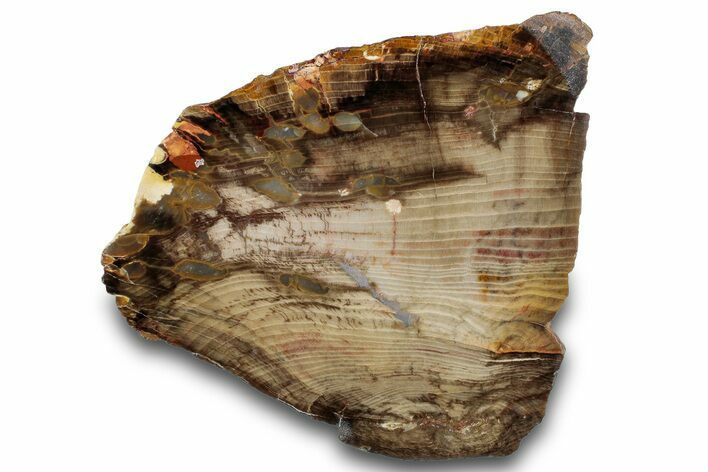 Petrified Peanut Wood Slab - Australia #260785